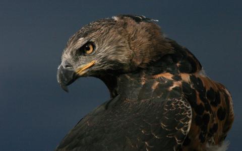 Crowned Eagle close up of head