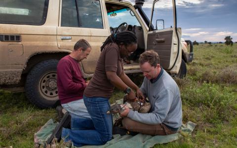 Biologists place a radio tag on a vulture
