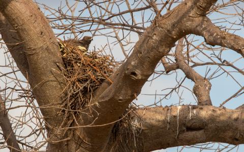 Martial Eagle in nest