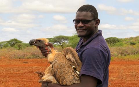 Biologist Martin Odino holding a White-backed Vulture