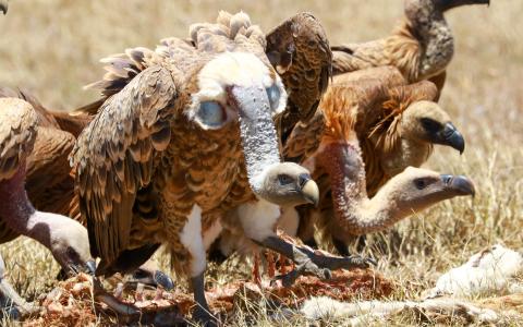 Ruppell's Vulture standing over a carcass