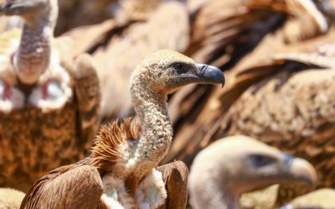 Close up of White-backed Vulture at feeding site