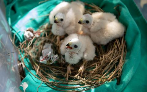 Three nestling Puerto Rican Sharp-shinned Hawks being reared