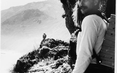 A black and white photo shows a man on cliff ledge attempting to approach a Peregrine Falcon for monitoring