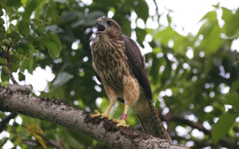 Ridgway's Hawk perched on a branch