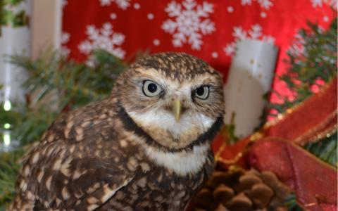 Pretzel staring down a pile of gifts and a pinecone