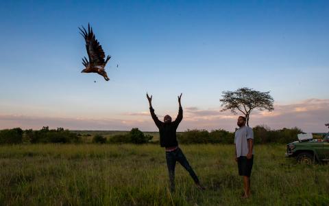 Two biologists releasing a raptor into the air