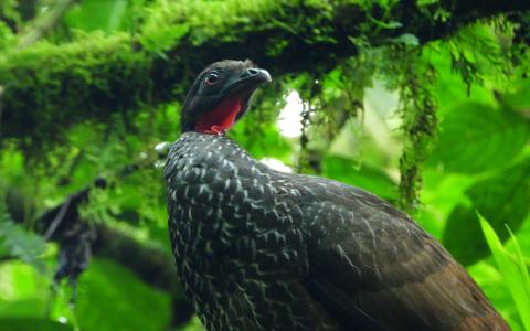 Andean Guan perched in a tree