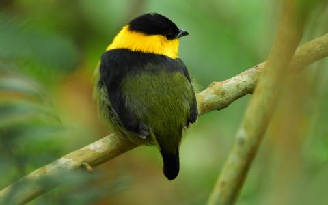 Golden-Collared Manakin perched on a branch
