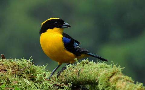 Black and Gold Tanager on a mossy branch