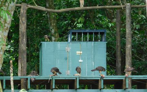 newly-released_young_ridgways_hawks_enjoying_a_meal_or_just_relaxing_on_the_release_tower_in_aniana_vargas_np_1_1
