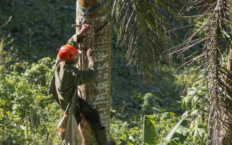 Field technician climbing a palm tree