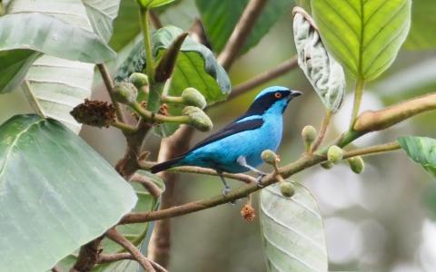 Turquoise Dacnis in a tree
