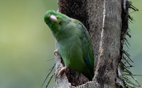 Parakeet in a hole in a tree