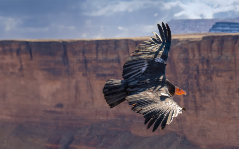 A California Condor soars through a red rock canyon.