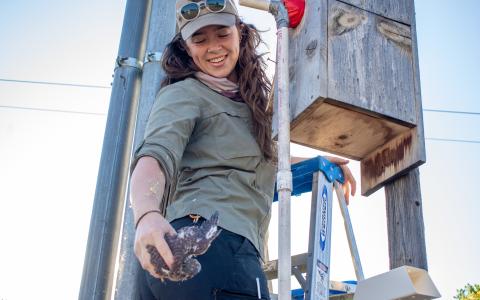 A smiling scientist removing a kestrel nestling from a nest box for banding