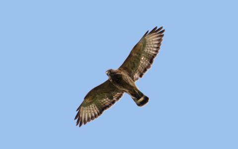 Broad-winged Hawk in Flight