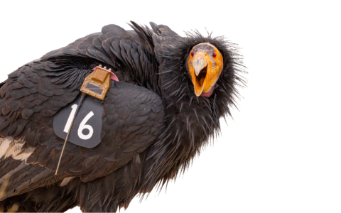 An image of a condor
