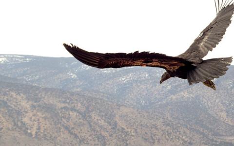 An immature California Condor flies off into a wide valley with two others perched on a cliff in the background