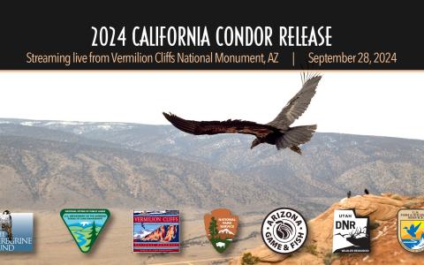 2024 Condor Release