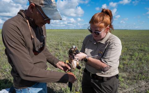 Two people band an Aplomado Falcon nestling
