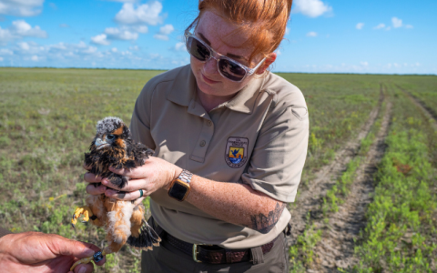 USFWS employee holds Aplomado Falcon nestling