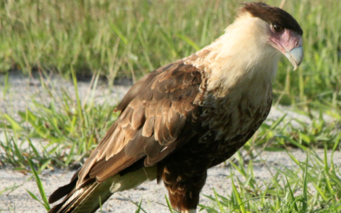 Crested Caracara standing on ground