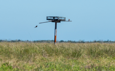 Two Aplomado Falcons with nesting structure in grassland