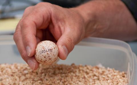 Aplomado Falcon egg being picked up by human hand