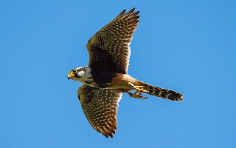 An Aplomado Falcon with identification bands on its legs in flight.