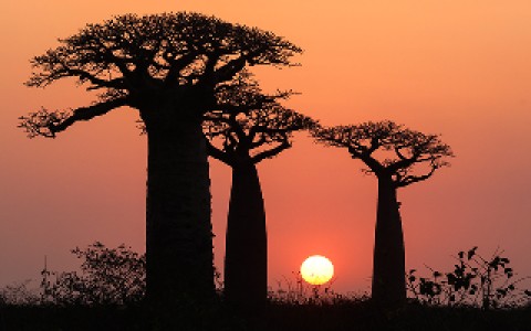 Baobab trees silhouetted by a setting sun.