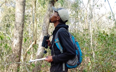 A scientist carrying binoculars and a field notebook and looking up into trees.