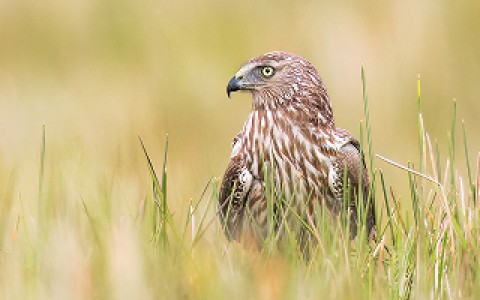 A female Malagasy Harrier sitting in long grass.