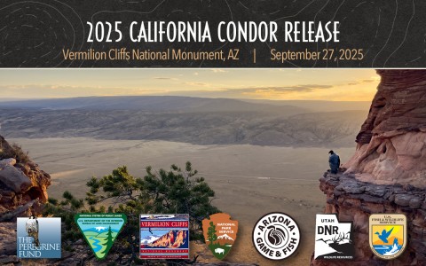 A newly released California Condor perched on a cliff ledge overlooking the House Rock Valley. Overlaid text reads &quot;2025 California Condor Release.&quot;