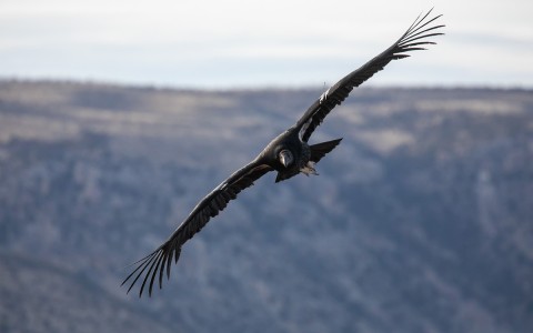 An immature California Condor in flight in front of the distant Kaibab Plateau.
