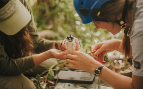 Two biologists, one wearing a climbing helmet, place a band on a nestling Puerto Rican Sharp-shinned Hawk.