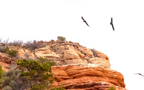 California Condors in flight over a red rock ridge in Vermilion Cliffs National Monument, Arizona.