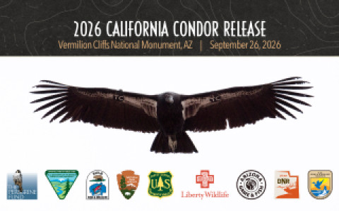 Condor 971, with wing tags marked with the letters "TC" in honor of our founder, Tom Cade, in flight. Overlaid are logos of our partners and text reading "2026 California Condor Release. Vermilion Cliffs National Monument, AZ. September 26, 2026."