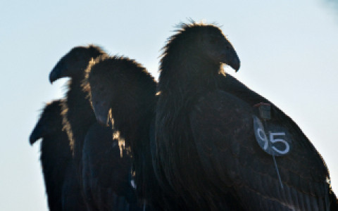 Four immature California Condors perched together.