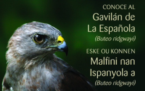 Un primer plano de un Gavilán de La Española. El texto superpuesto dice "Conoce al Gavilán de La Española".
