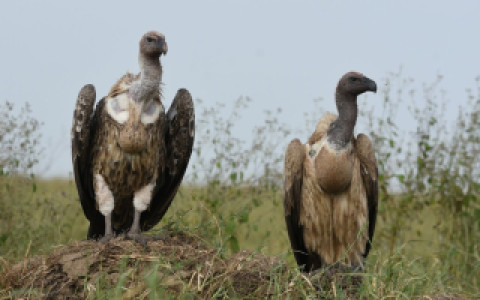Two vultures standing on grassy ground.