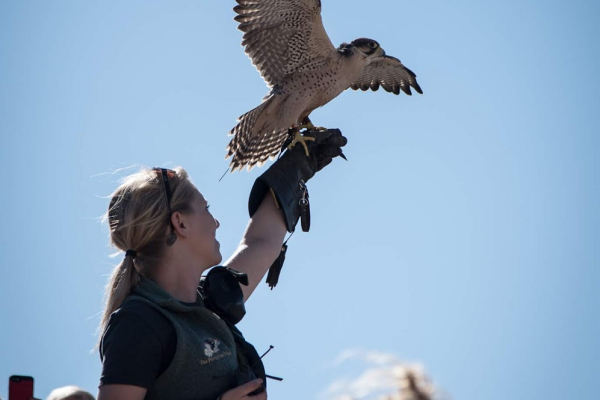Makeda the Lanner Falcon prepares to fly off of Curator of Birds, Monica's, glove.