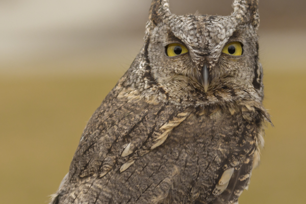 Winston the grey phase Western Screech Owl sits on a glove and looks at the camera.