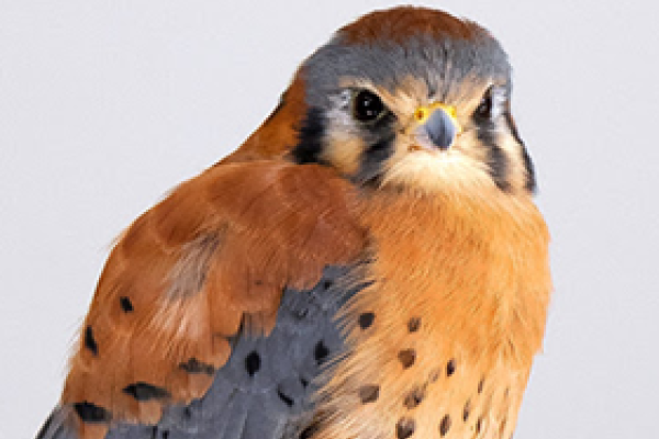 A portrait of Bob, a male American Kestrel