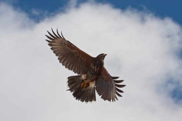Cody the Harris' Hawk flies overhead