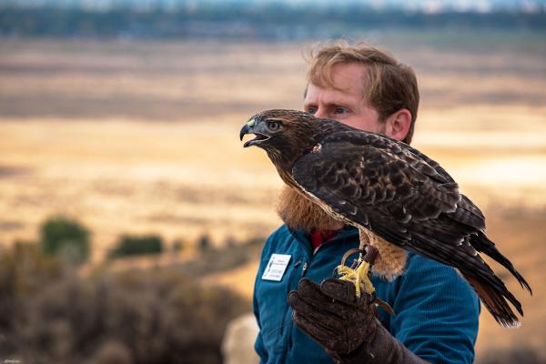 Phoenix the Red-tailed Hawk sits on trainer, Curtis's glove