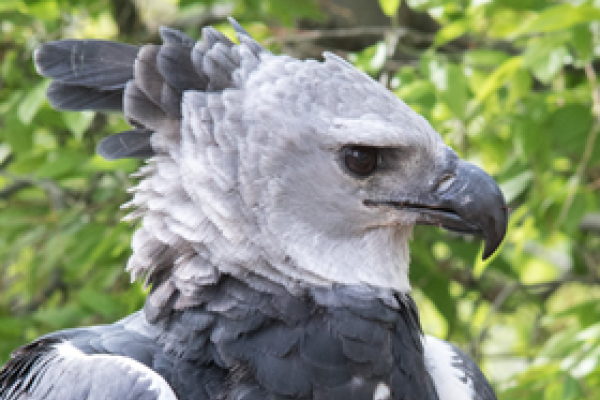 The World Center for Birds of Prey's Harpy Eagle Grayson. This is a side, head shot that shows off Grayson's beautiful feather crest and huge beak!