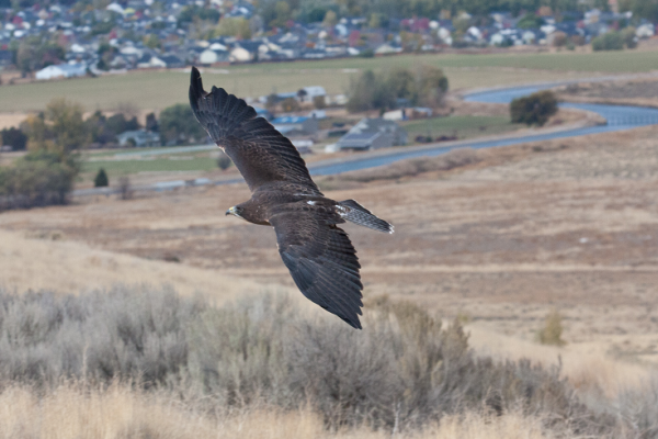 Griffin the Swaison's Hawk flies outside of the World Center for Birds of Prey