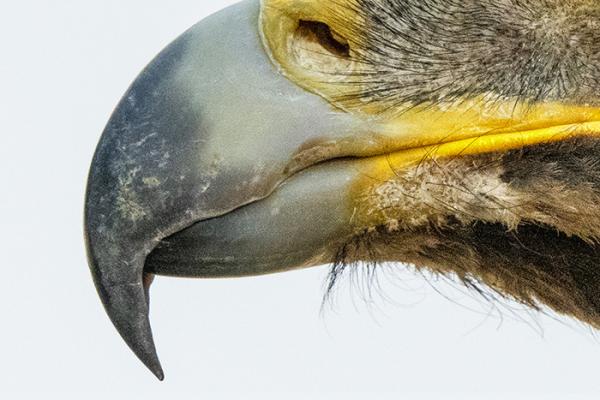 curved beak of Golden Eagle