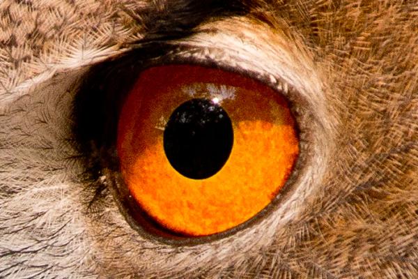 Eye of Eurasian Eagle-owl
